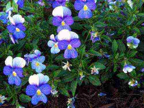 pansies planting and care in the open field in siberia