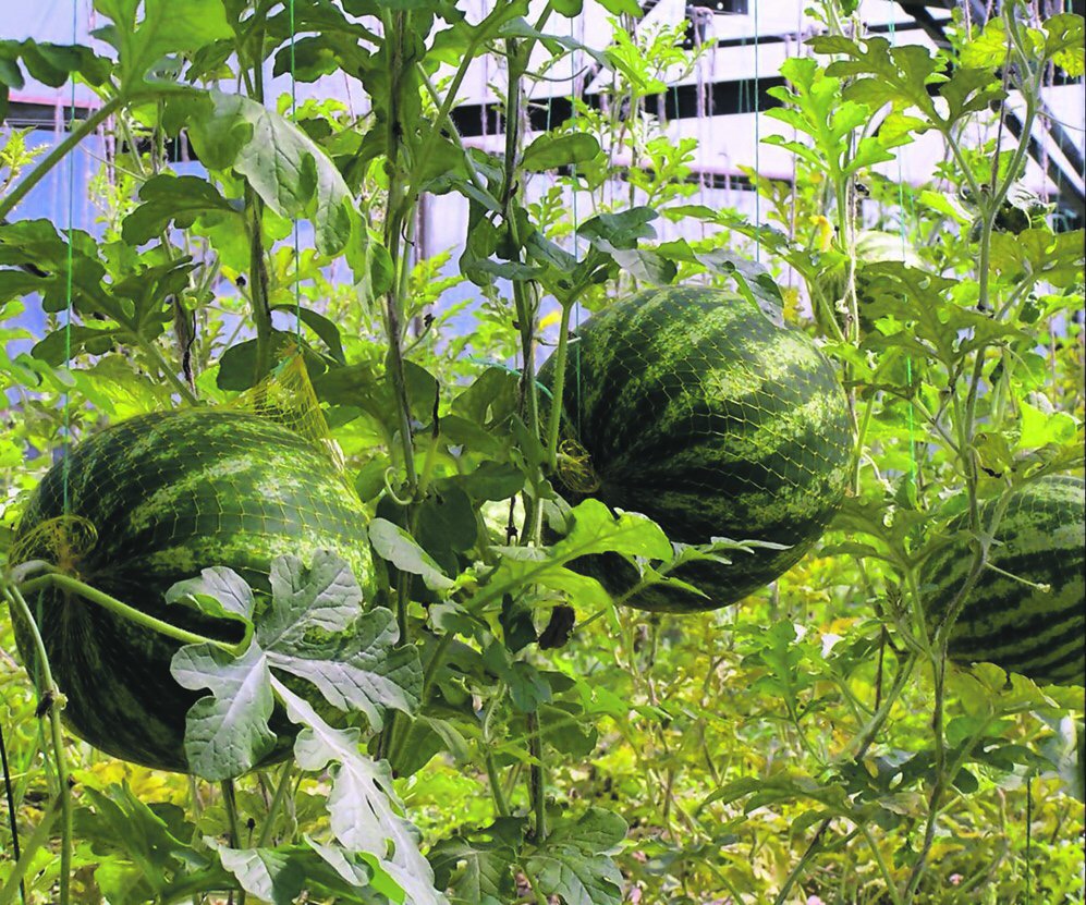 watermelon paladin f1 how to grow in the leningrad region