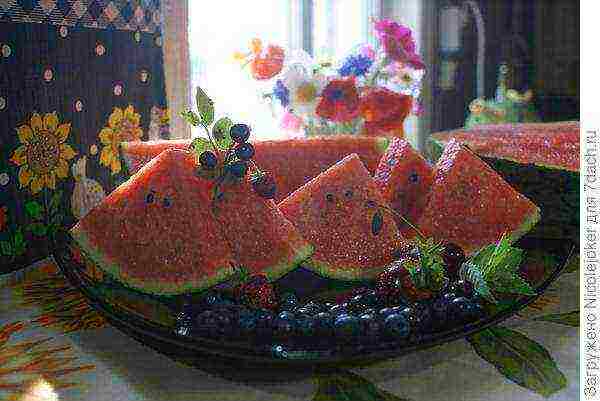 watermelon paladin f1 how to grow in the leningrad region