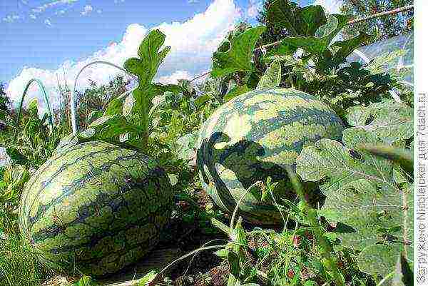 watermelon paladin f1 how to grow in the leningrad region