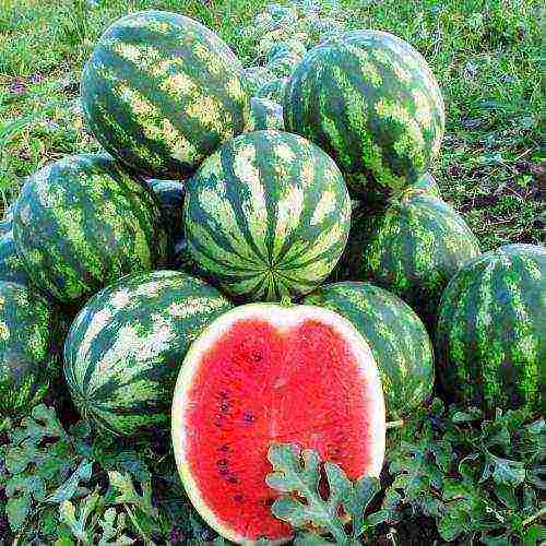 watermelon planting and care in the open field in the suburbs