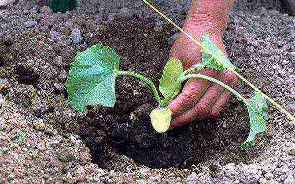 watermelon planting and care in the open field in the suburbs