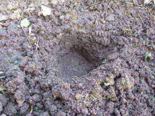 watermelon planting and care in the open field in the suburbs