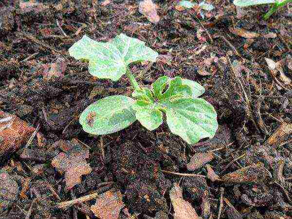 watermelon planting and care in the open field in the suburbs