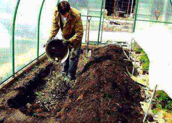 watermelon planting and care in the open field in the suburbs