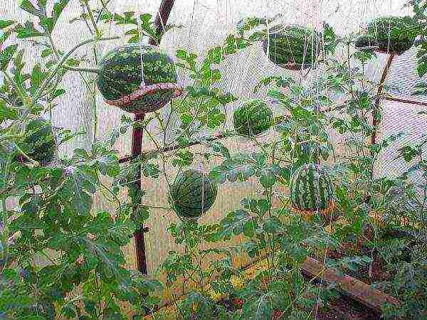 watermelon planting and care in the open field in the suburbs