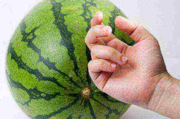 watermelon planting and care in the open field in the suburbs