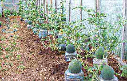 watermelon planting and care in the open field in the suburbs