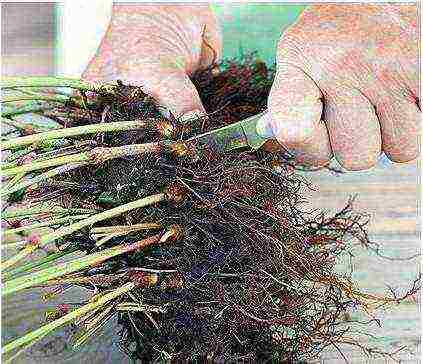 Astilba dwarf planting and care in the open field in the Urals