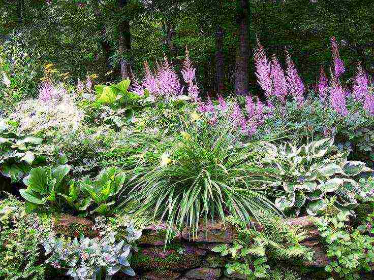 Astilba dwarf planting and care in the open field in the Urals