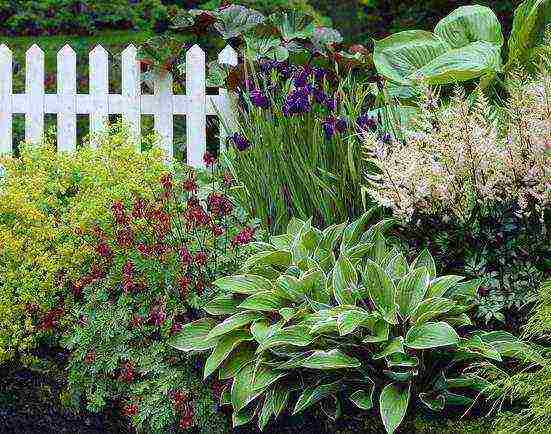 Astilba dwarf planting and care in the open field in the Urals