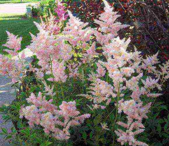 Astilba dwarf planting and care in the open field in the Urals