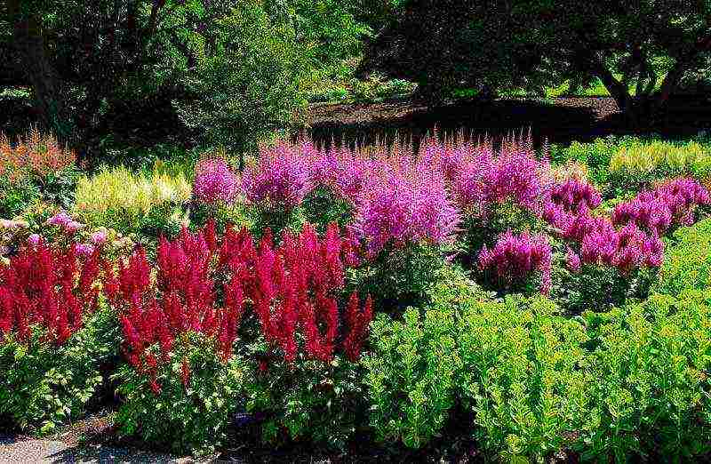 Astilba dwarf planting and care in the open field in the Urals