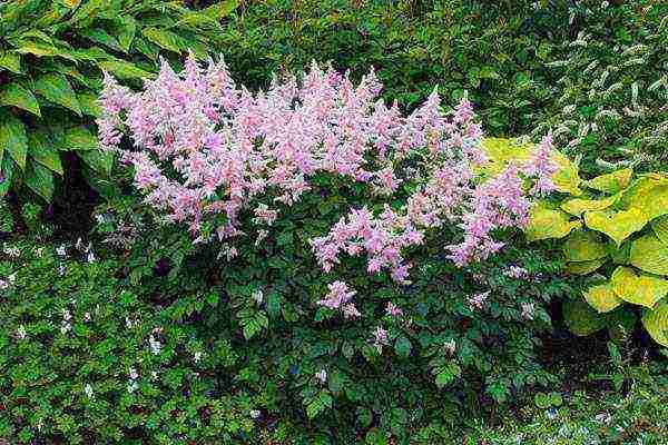 Astilba dwarf planting and care in the open field in the Urals