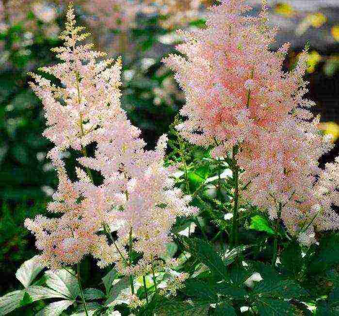 Astilba dwarf planting and care in the open field in the Urals