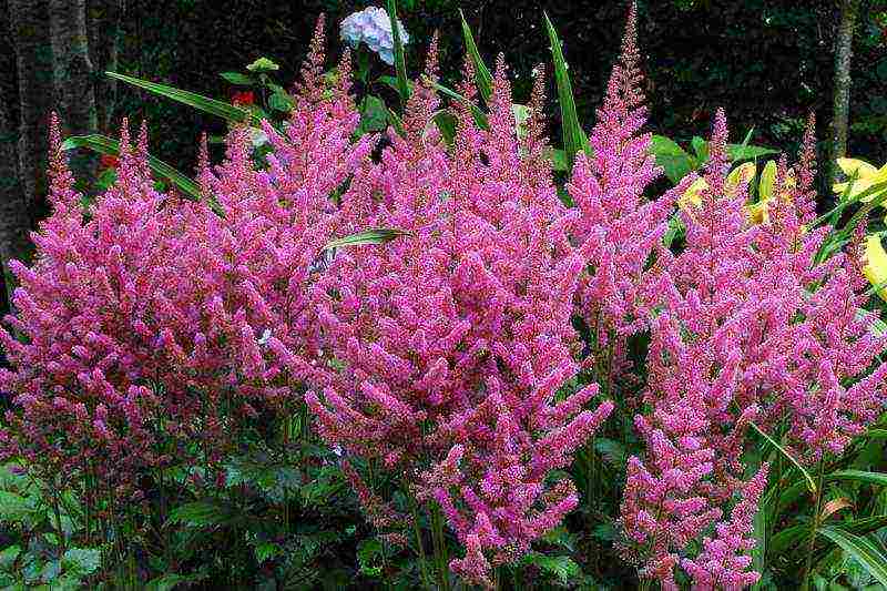 Astilba dwarf planting and care in the open field in the Urals