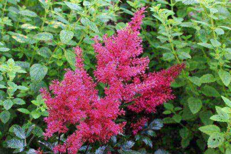 Astilba dwarf planting and care in the open field in the Urals