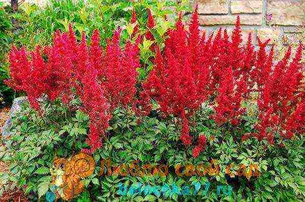 Astilba dwarf planting and care in the open field in the Urals