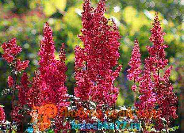 Astilba dwarf planting and care in the open field in the Urals