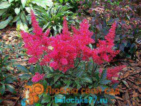 Astilba dwarf planting and care in the open field in the Urals