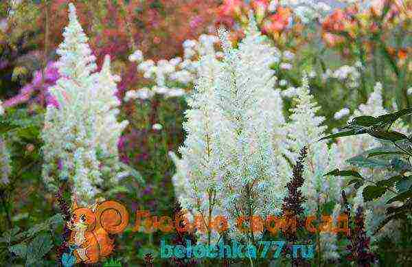 Astilba dwarf planting and care in the open field in the Urals