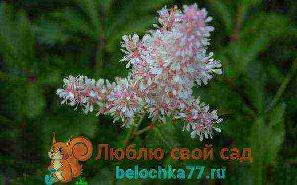 Astilba dwarf planting and care in the open field in the Urals