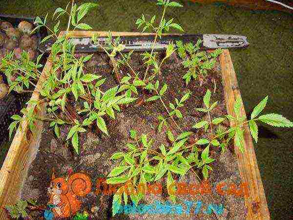 Astilba dwarf planting and care in the open field in the Urals