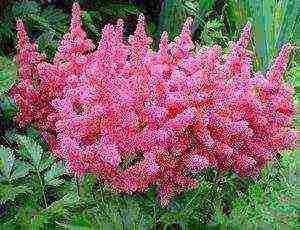 Astilba dwarf planting and care in the open field in the Urals