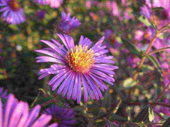 aster perennial alpine na pagtatanim at pangangalaga sa bukas na bukid