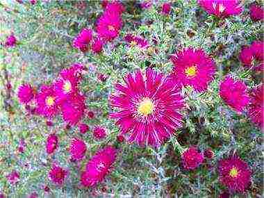 aster perennial alpine planting and care in the open field