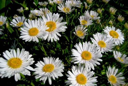 aster perennial alpine na pagtatanim at pangangalaga sa bukas na bukid