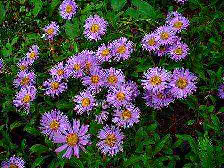 aster perennial alpine planting and care in the open field