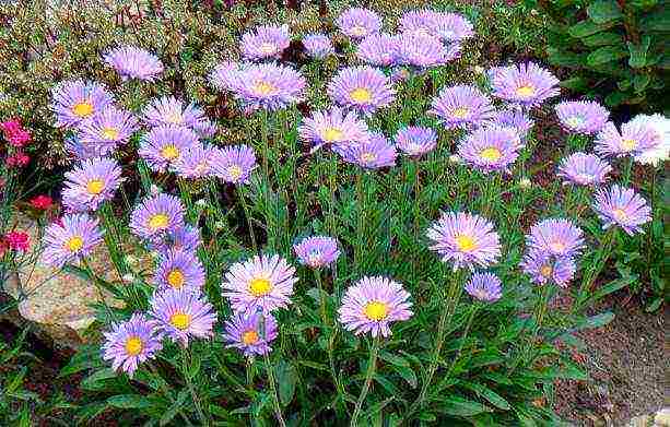 aster perennial alpine na pagtatanim at pangangalaga sa bukas na bukid