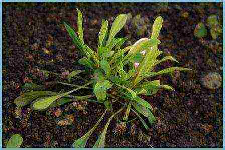 aster perennial alpine planting and care in the open field