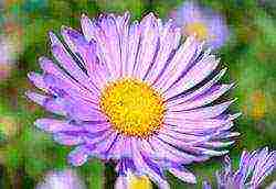 aster perennial alpine na pagtatanim at pangangalaga sa bukas na bukid