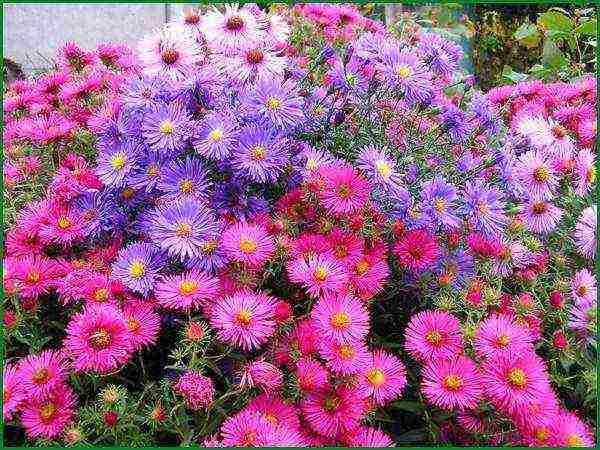 aster perennial alpine na pagtatanim at pangangalaga sa bukas na bukid