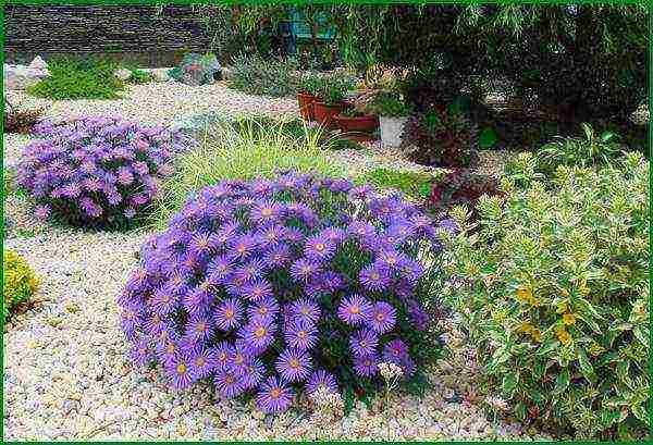 aster perennial alpine planting and care in the open field