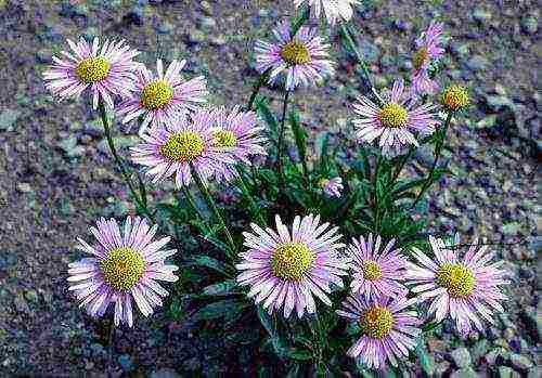 aster perennial alpine na pagtatanim at pangangalaga sa bukas na bukid