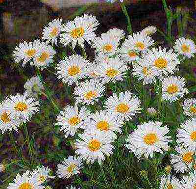 aster perennial alpine planting and care in the open field