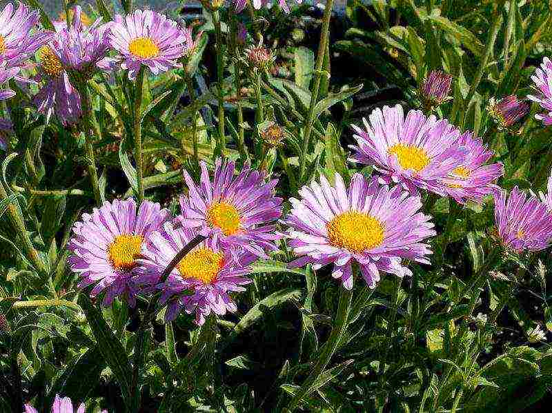 aster perennial alpine na pagtatanim at pangangalaga sa bukas na bukid