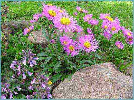 aster perennial alpine planting and care in the open field