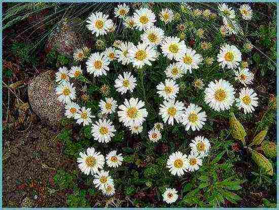 aster perennial alpine planting and care in the open field