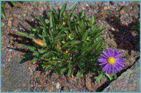 aster perennial alpine planting and care in the open field