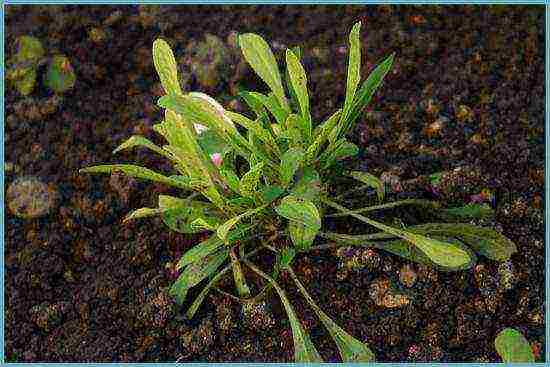 aster perennial alpine planting and care in the open field