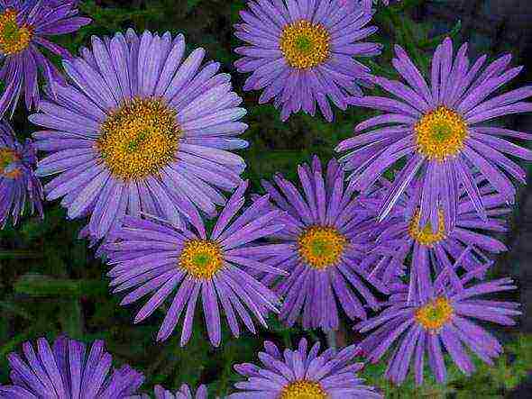 aster perennial alpine planting and care in the open field