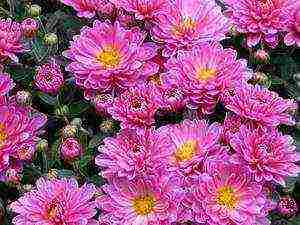 asters varieties are the best