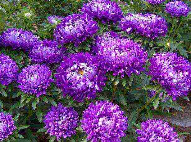 asters varieties are the best