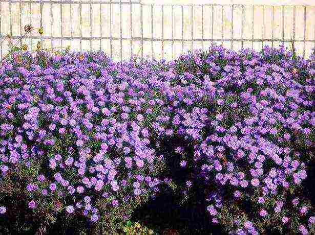 asters varieties are the best