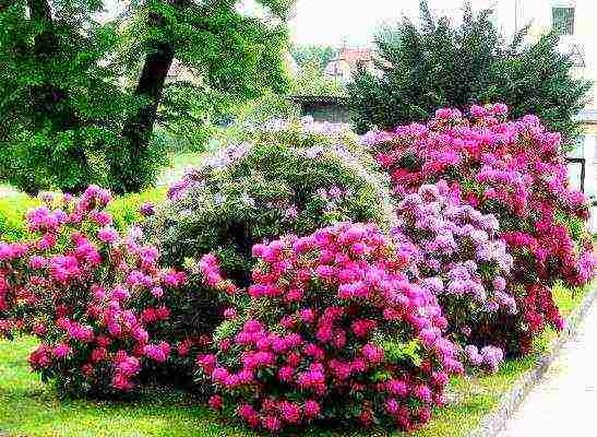 azalea garden planting and outdoor care how it reproduces