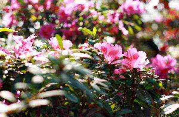 azalea garden planting and outdoor care how it reproduces